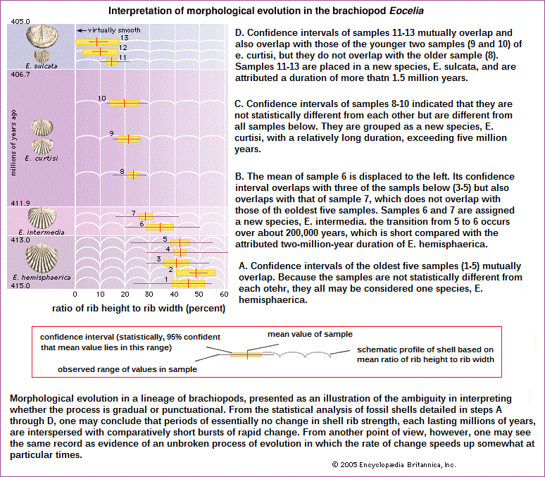 Morphological Evoloution of Eocelia