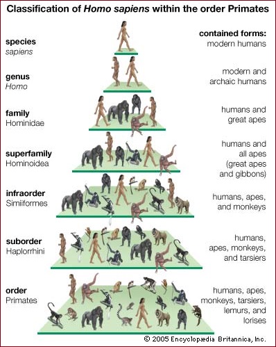 Primates selections