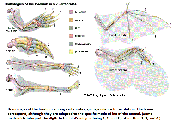 Vertebrate forelimb homologies