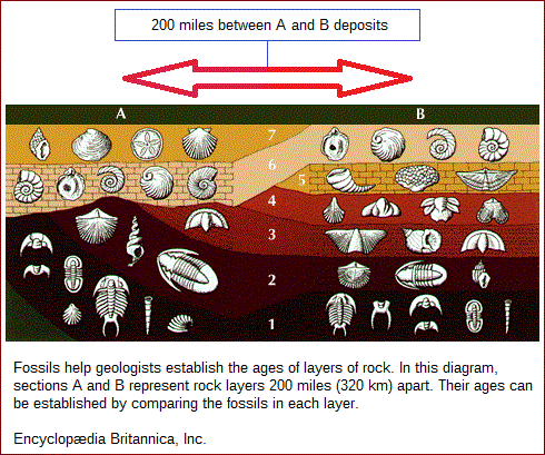 fossils in geologic stratifications