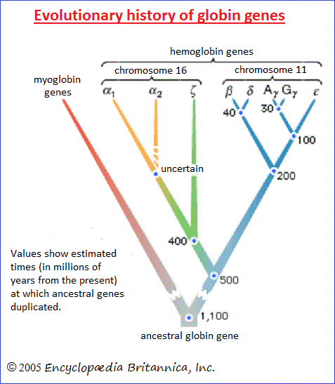 Evolution of globin gene