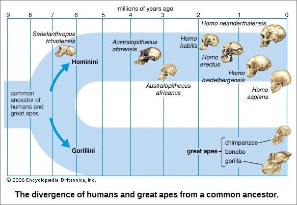 Human evolution