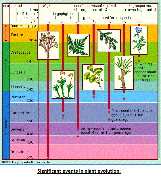 Evolution of plants