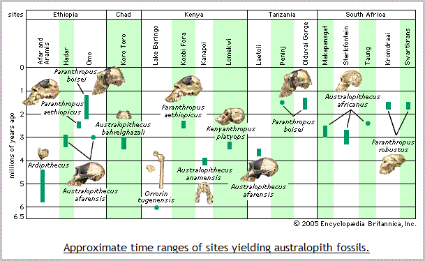 Lineage of Australopith fossils