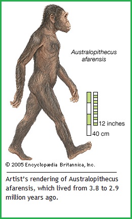 Australopithecus afarensis