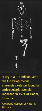 Lucy skeleton Lucy skeleton