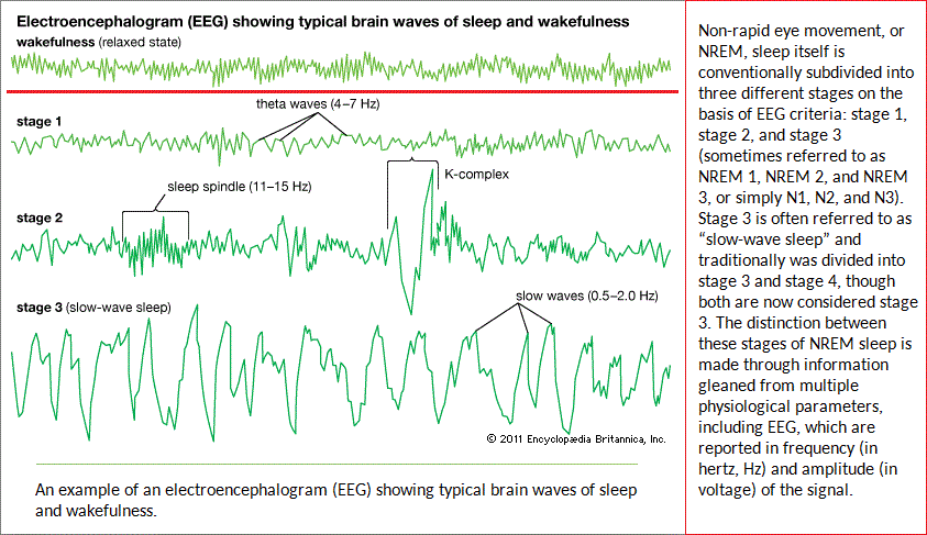 Brain waves