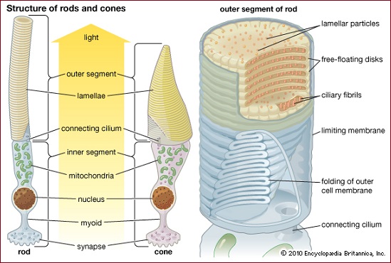 cones and rods of the eyes