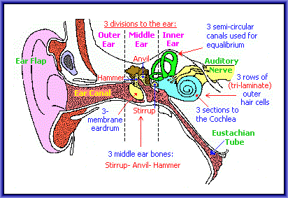 Patterns-of-three associated with the ears