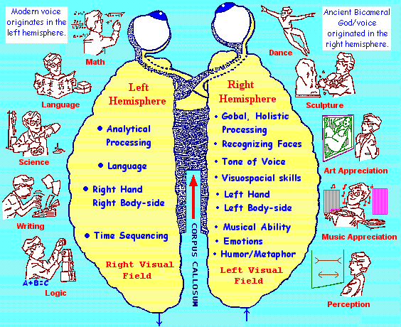 Brain Hemisphere attributes