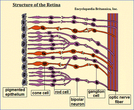 Structure of the retina