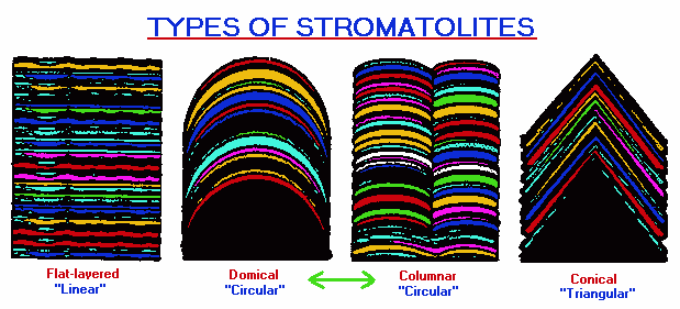Types of Stromatolites