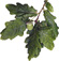 acorn leaves acorn leaves