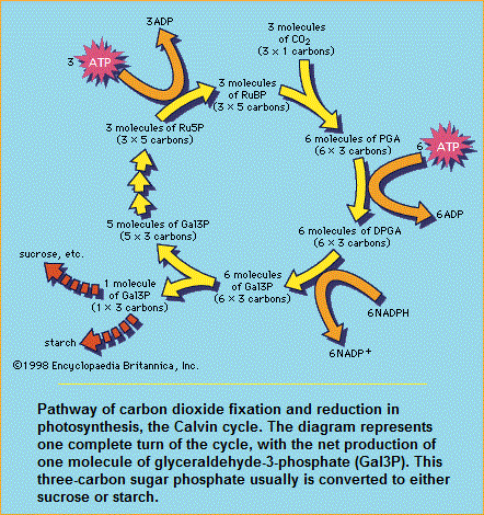 C3, Calvin cycle (carbon fixation pathway)