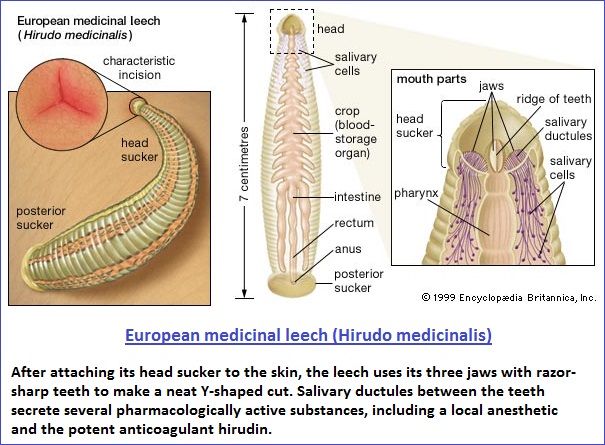 European Leech European Leech