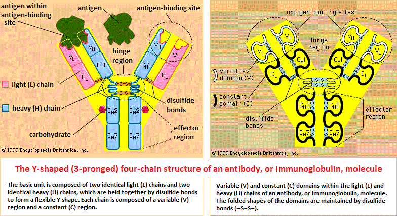 Antibody and immunoglobin structure