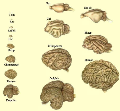 Examples of different brains