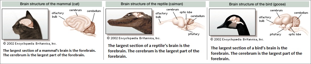 cat, reptile and bird brains