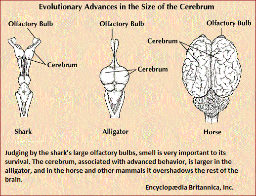 Evolutionary advances in the size of the cerebrum