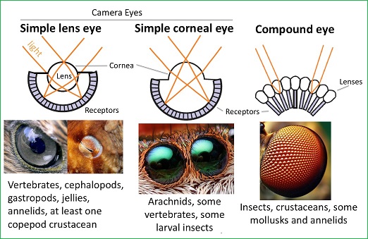 Comparing three types of eyes