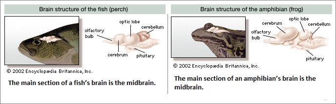 fish and frog brain structures