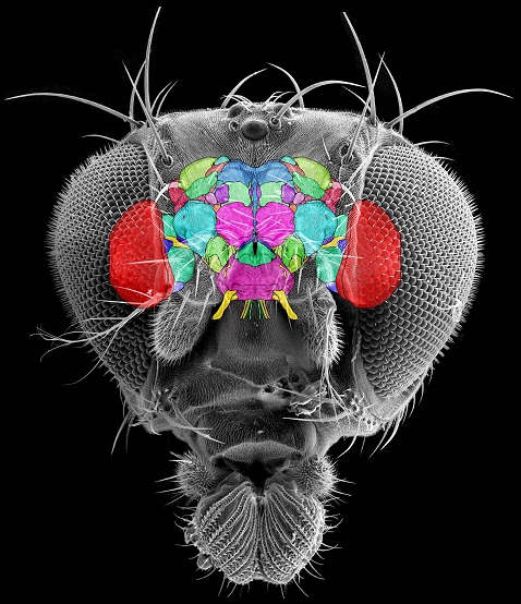 Fruit fly brain