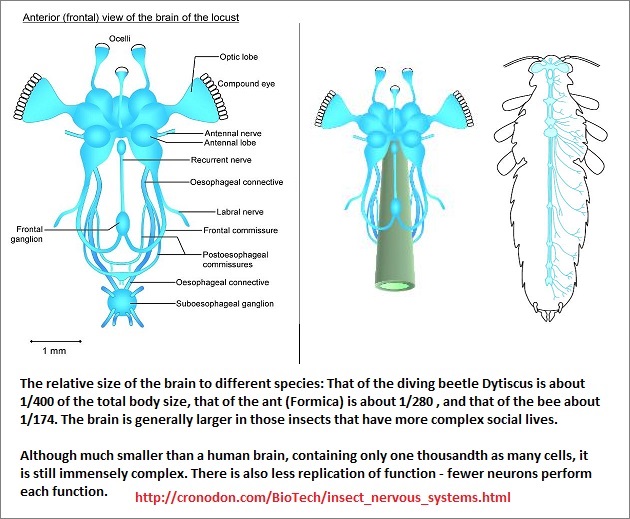 insect brain