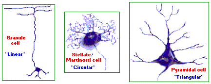 Three principle types of neurons