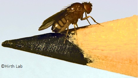 Fruit fly and a pencil