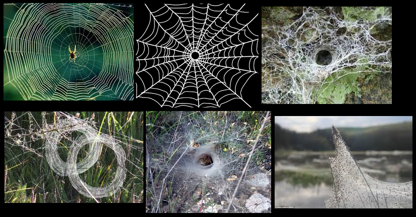 Various examples of spider webs