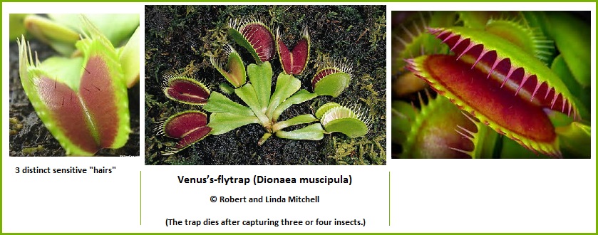 Three Venus fly traps