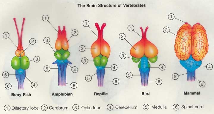 Vertebrate Brain Structures