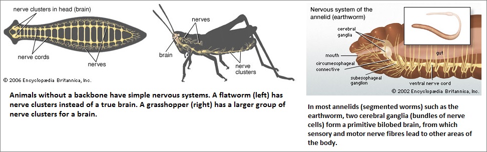 Nervous systems of worms and grasshoppers