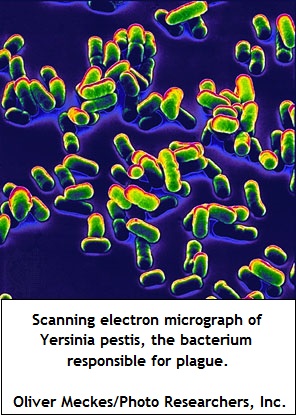 Plague bacterium Yersinia pestis